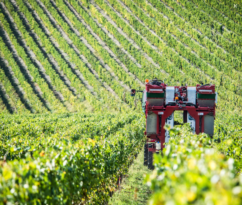 L’attribut alt de cette image est vide, son nom de fichier est vignoble-1-1.png.