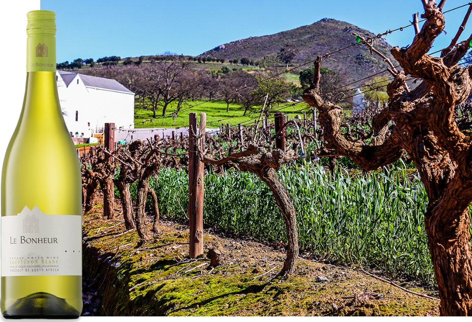Vignoble Le Bonheur un des plus vieux de Stellenbosch