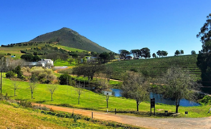 Vignoble Le Bonheur Stellenbosch