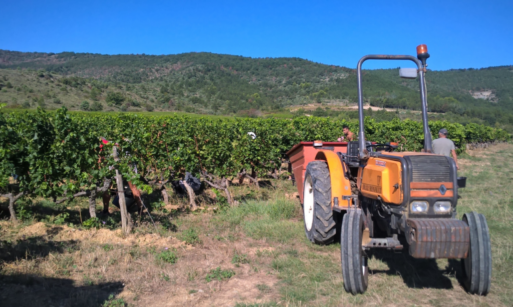 Vignoble de La Vrille et le Papillon