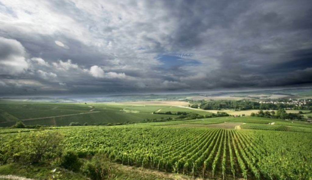 Vignoble Joseph Drouhin
