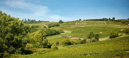 Vignobles Hospices de Belleville Cru du Beaujolais Fleurie