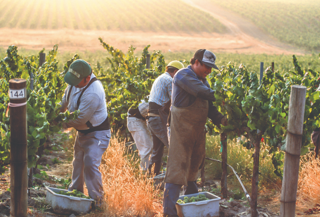 Vendanges dans les vignobles de la Californie