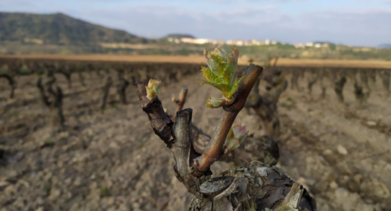 Vignobles CVNE