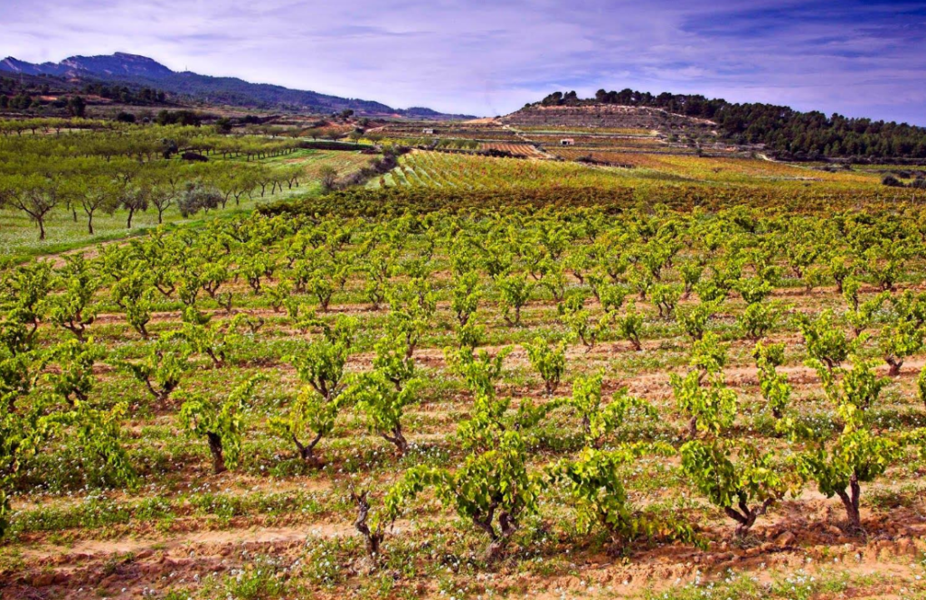 Vignoble Nekeas