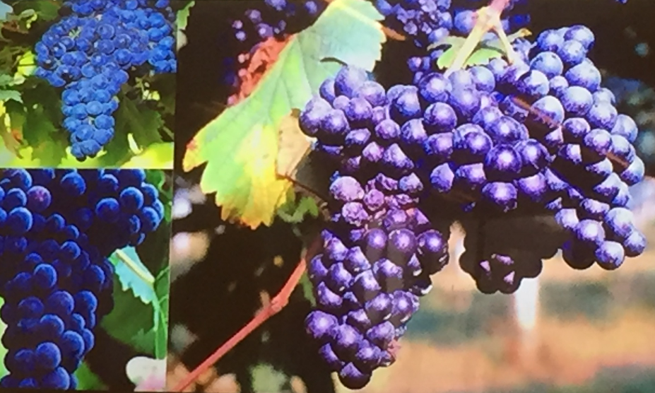 Cépage Lambrusco