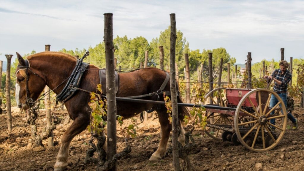 Raventos i Blanc: biodynamie