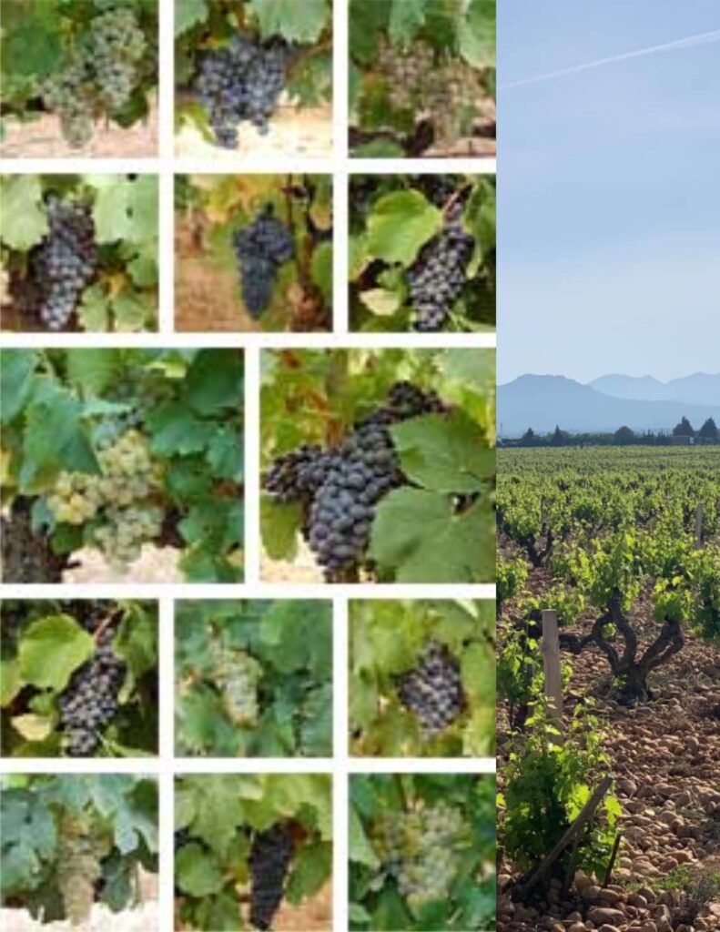 Cépages de l'appellation Châeauneuf-du-Pape